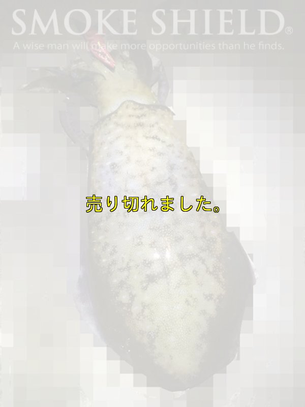 画像8: スクマニ X8-PE SMOKE SHIELD /イエロー0.5-210m