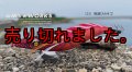 WILD CHASE 3.5号シャロー（23） 夜遊びカサゴ
