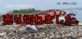 WILD CHASE 3.5号RT（08）伊勢エビRED