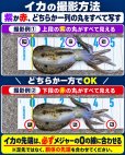 画像3: SQUID MANIA エギング大会 参加者募集 (3)