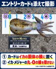 画像4: SQUID MANIA エギング大会 参加者募集 (4)