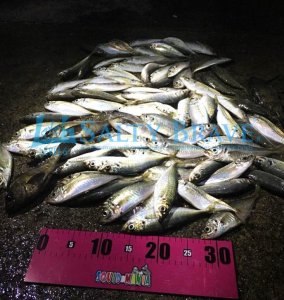 画像5: 極強マルチスタンドBAG /Mサイズ /5枚入り (5)