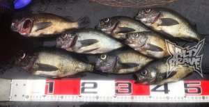 画像19: 極強マルチスタンドBAG /Mサイズ /5枚入り (19)