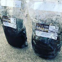 画像3: 『俺のアオリ袋』LL セット（3枚入り）