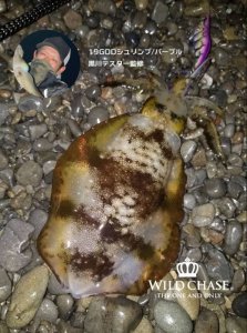 画像5: WILD CHASE 3.0号(19) God Shrimp パープル (5)