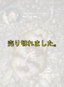 画像3: WILD CHASE 2.5号(19) God Shrimp パープル (3)