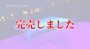 画像3: 2.5号 15ｇB-TR (BT07)それいけコノシロ(UV) (3)