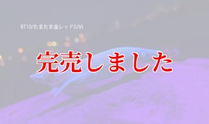 画像3: RT3.5号 30ｇB-TR (BT10)たまたま金レッド(UV) (3)