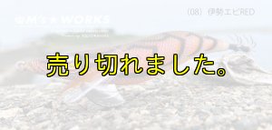 画像3: WILD CHASE 3.0号(08)伊勢エビRED (3)