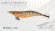 画像1: WILD CHASE 3.0号（48）RG/REALヌマエビ(UV) (1)