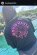 画像2: 継ぎはぎSQUID/DRY-TSQUID / DRY-Tシャツ【黒×ピンクラメ】 (2)